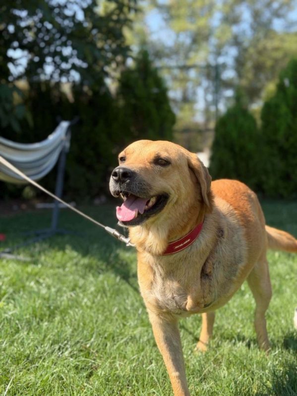 norman - Chien Croisé à adopter - photo 2