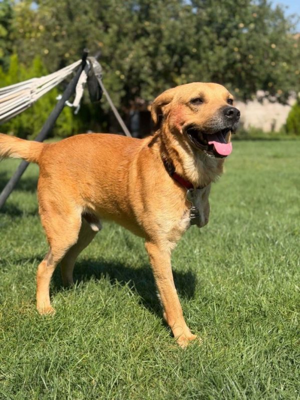 norman - Chien Croisé à adopter - photo 3