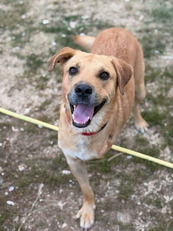 norman - Chien Croisé à adopter