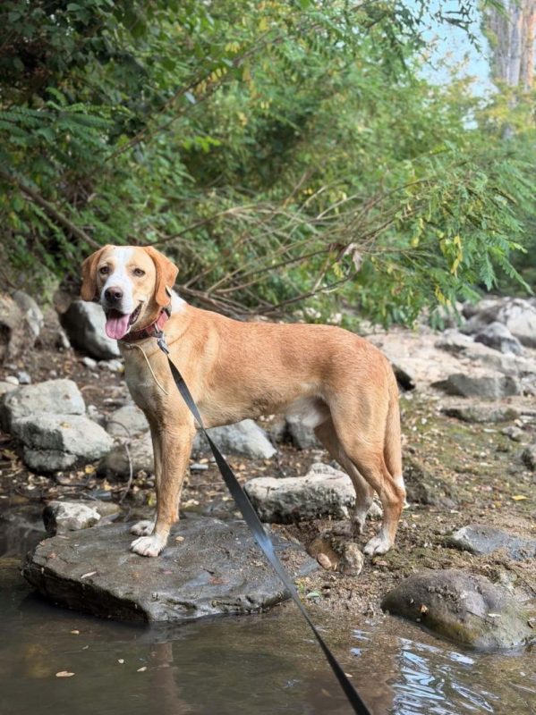 ZHUCKO - Chien à adopter