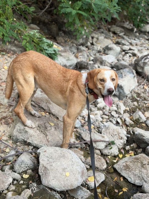 ZHUCKO - Chien à adopter - photo 3