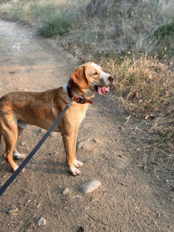 ZHUCKO - Chien à adopter - photo 2