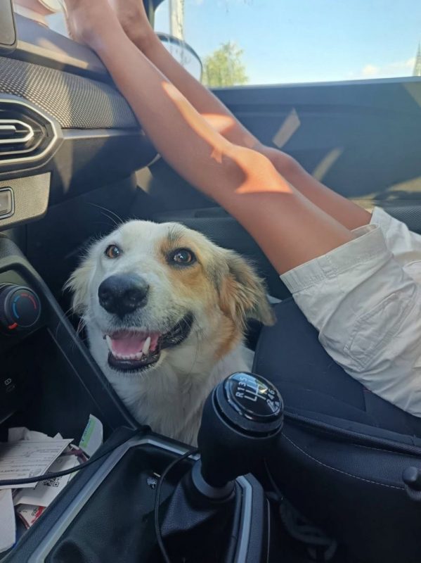 BOULETTE - Chien à adopter