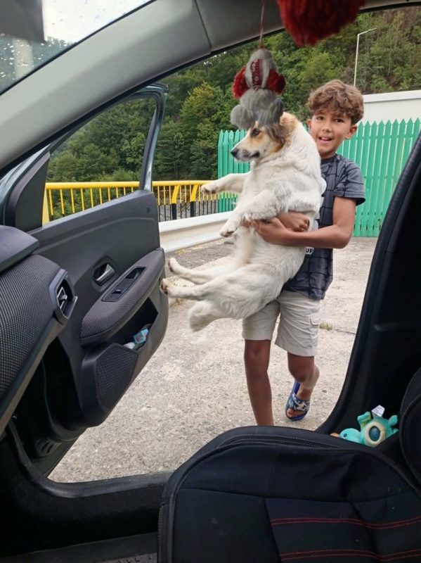 BOULETTE - Chien à adopter - photo 4