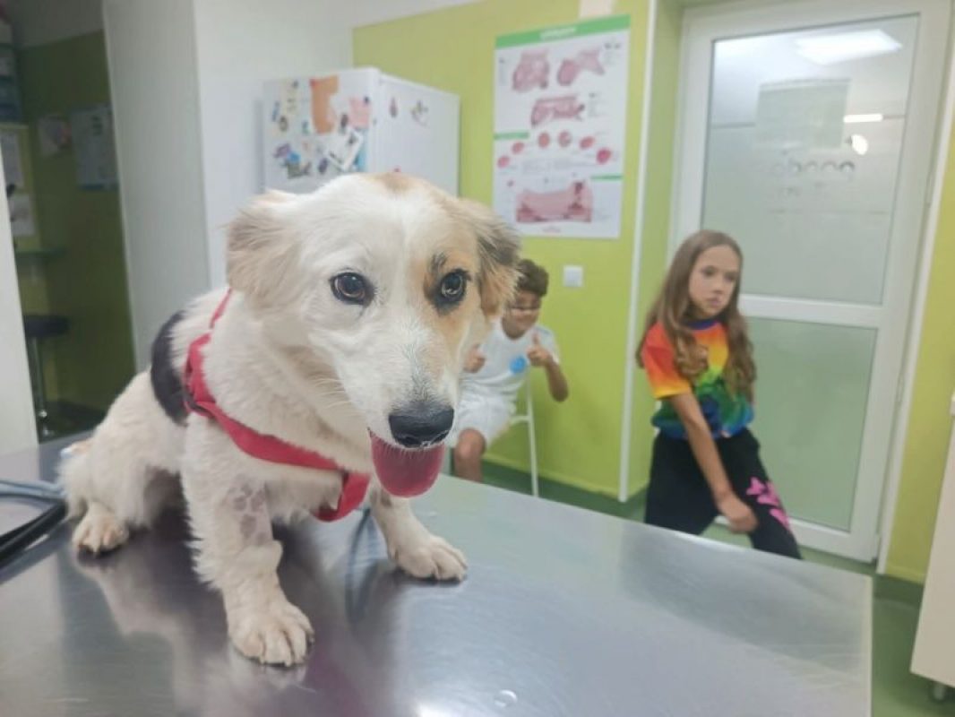 BOULETTE - Chien à adopter - photo 2