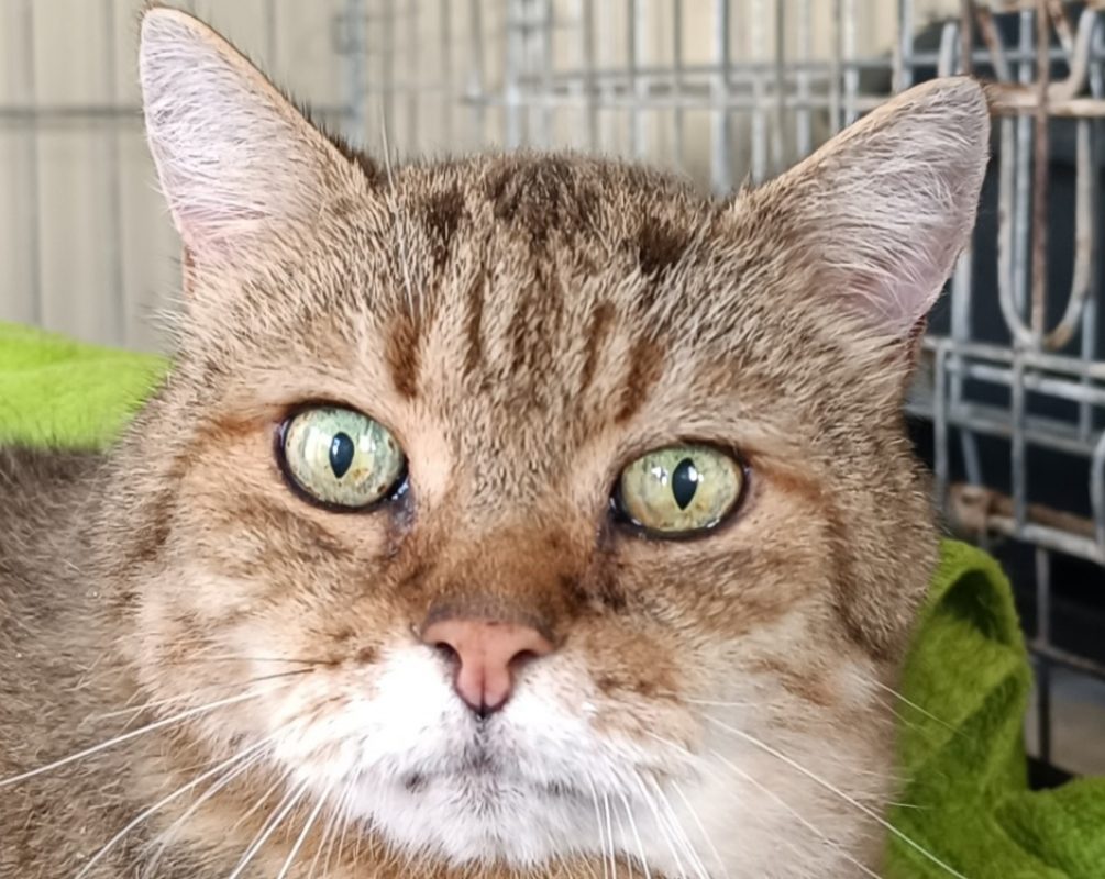 Milou - Chat Européen à adopter