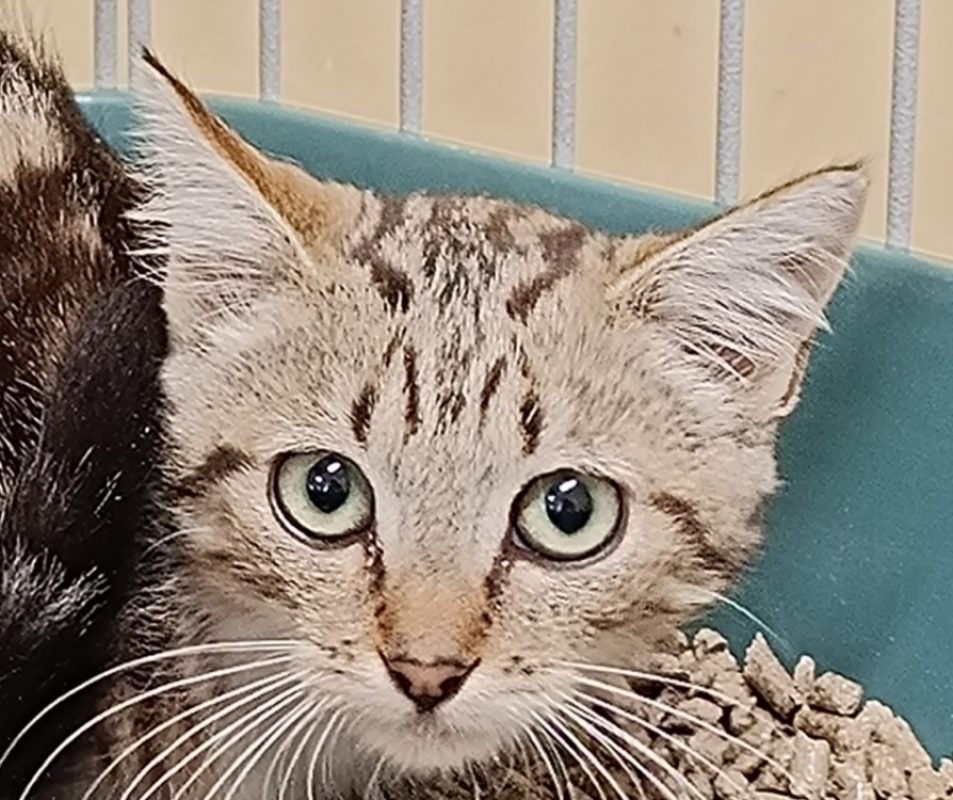 Sizun - Chat Européen à adopter