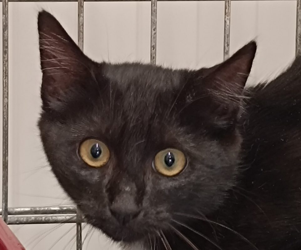 Korrigan - Chat Européen à adopter