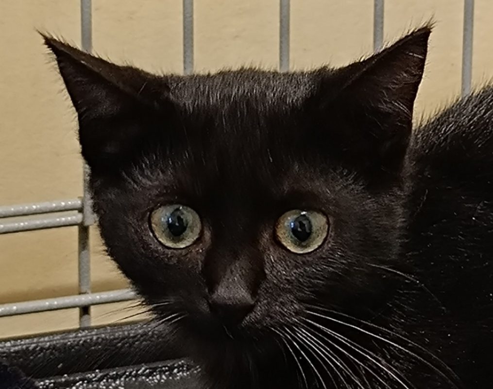 Rozell - Chat Européen à adopter