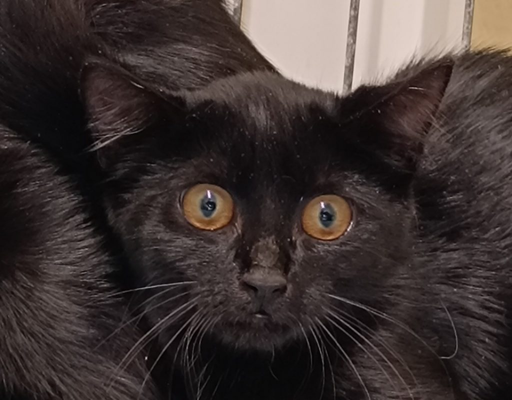 Plouha - Chat Européen à adopter
