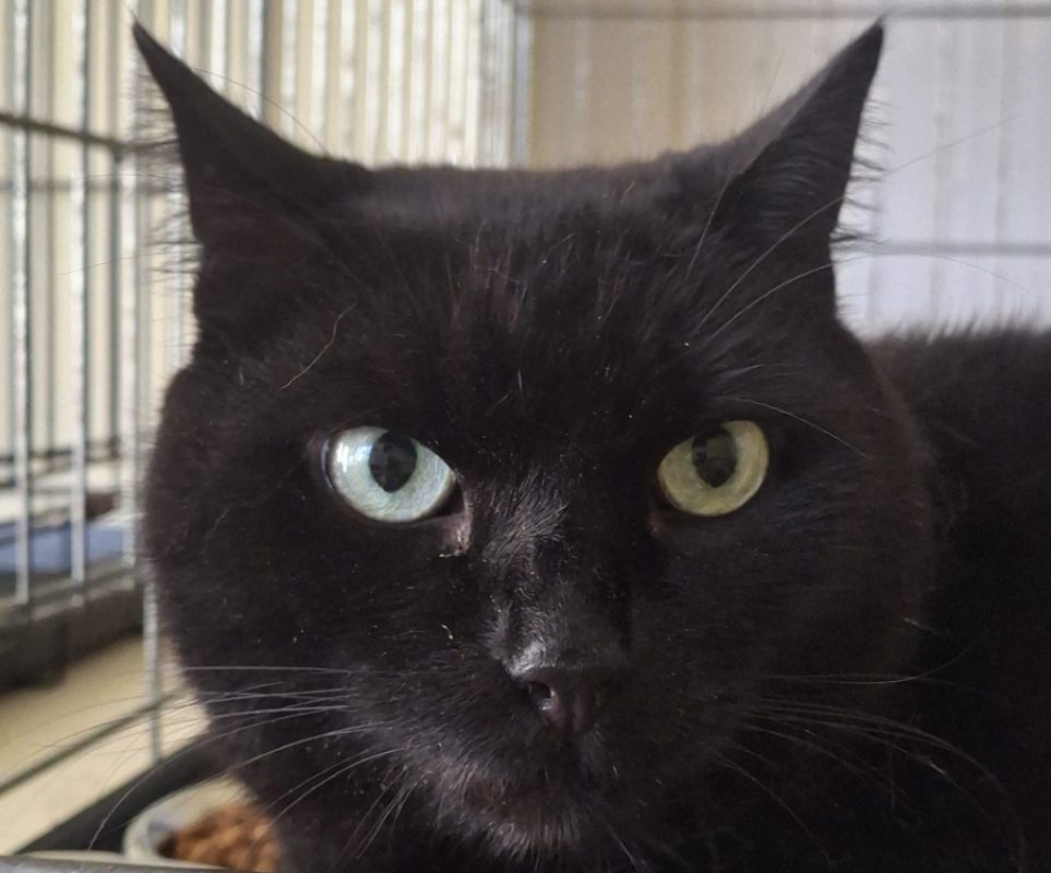 Abyss - Chat Européen à adopter