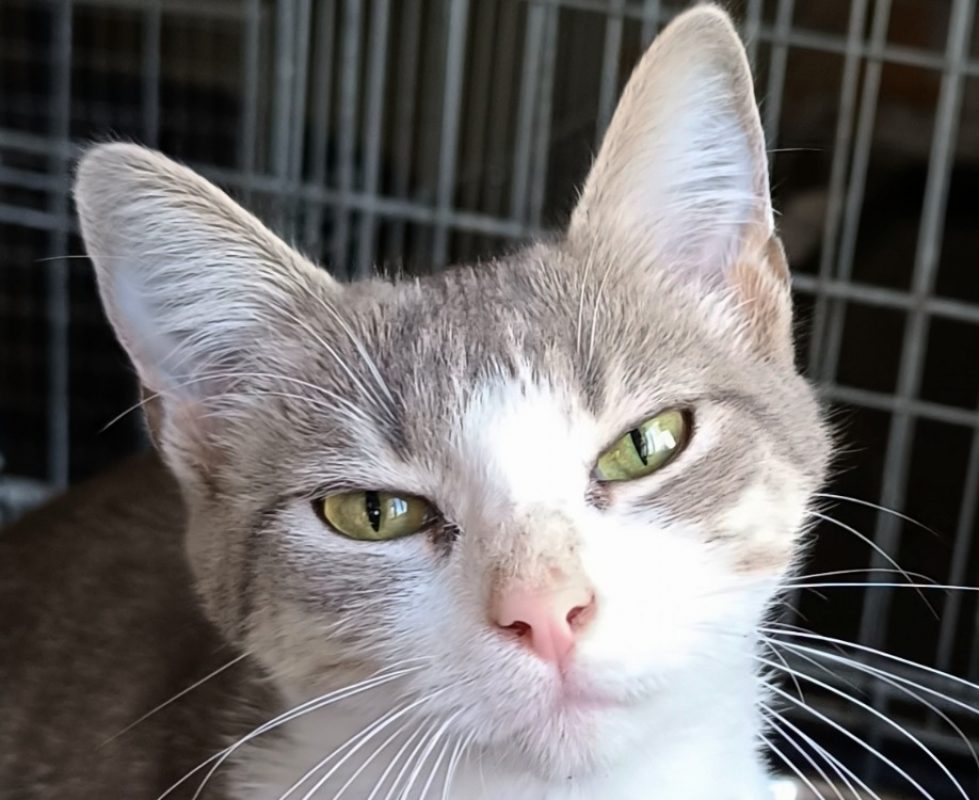 Bigoudene - Chat Européen à adopter
