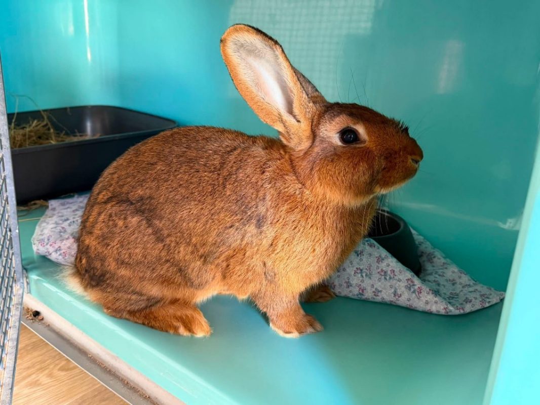 Panpan - Rongeur Lapin à adopter
