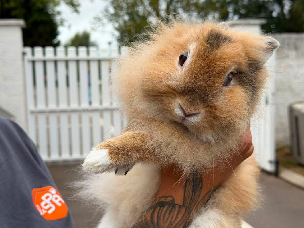 Onyx - Rongeur Lapin à adopter