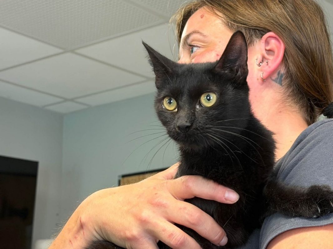 Sakura - Chat Européen à adopter