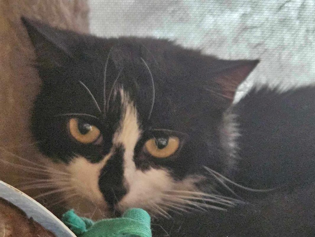 Queens - Chat Européen à adopter