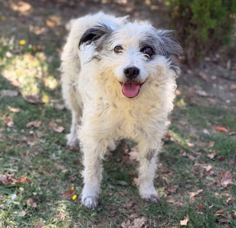 Djody - Chien à adopter