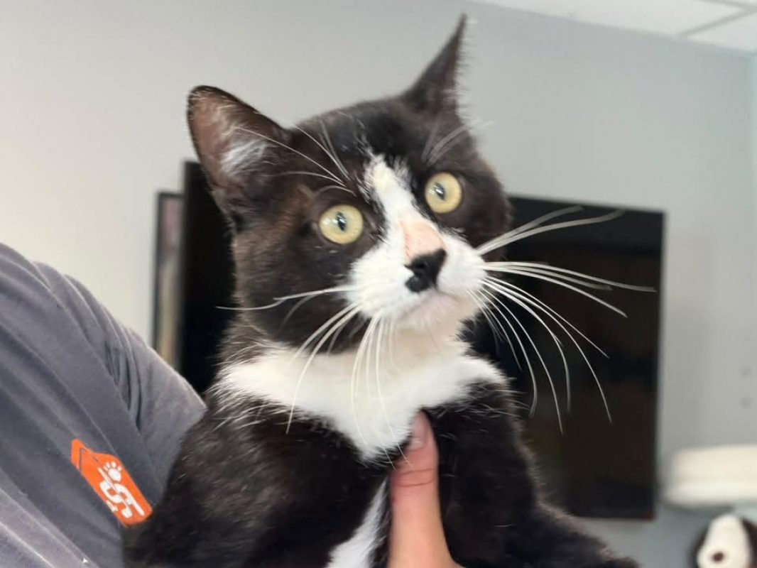 Bilbo - Chat Européen à adopter