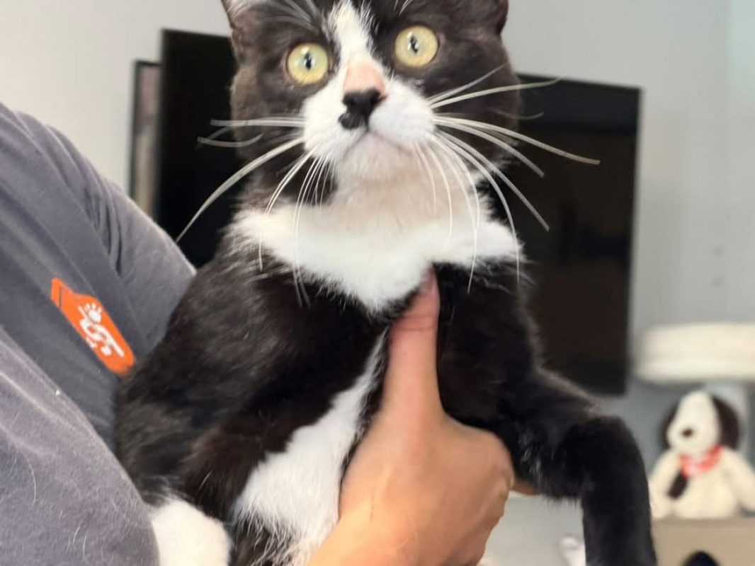 Bilbo - Chat Européen à adopter - photo 2