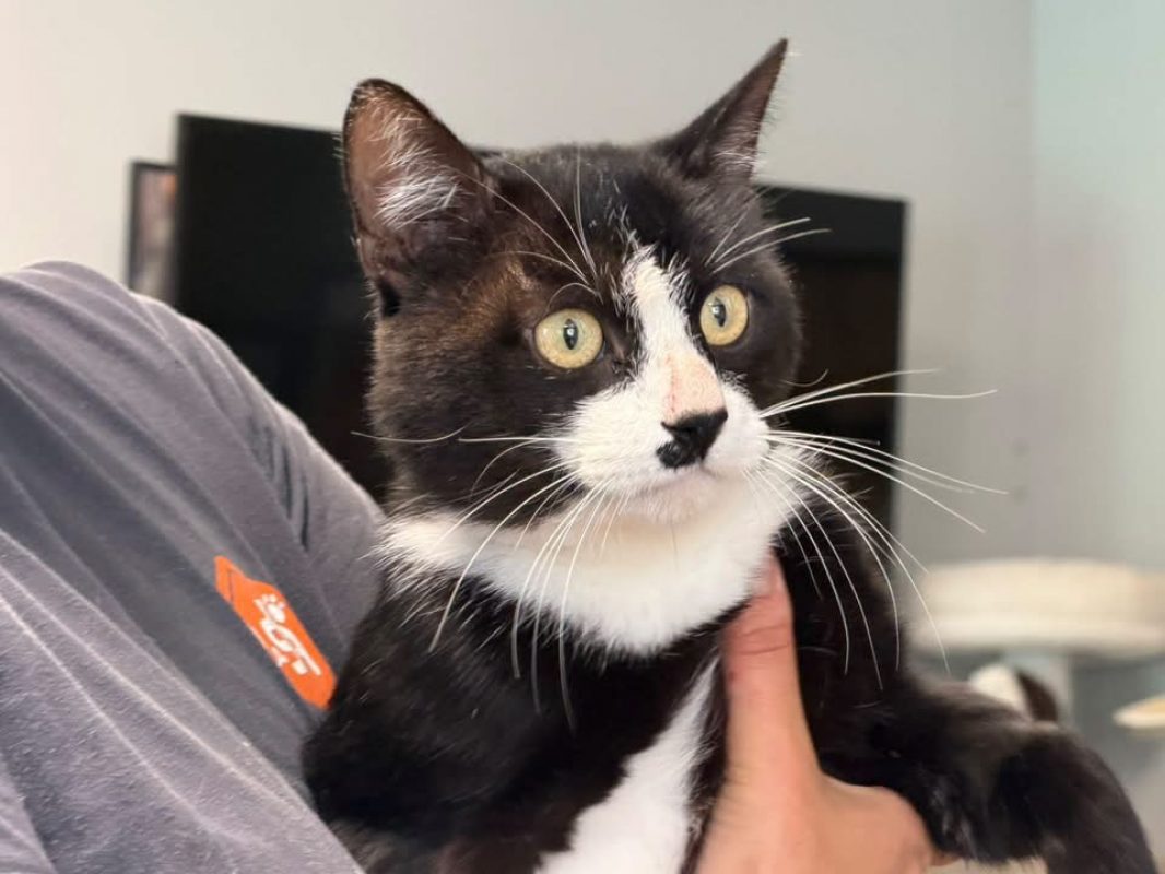 Bilbo - Chat Européen à adopter - photo 3