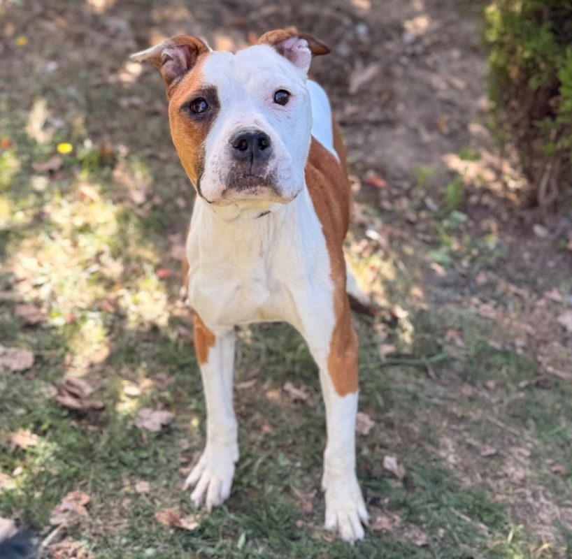 Raya - Chien à adopter