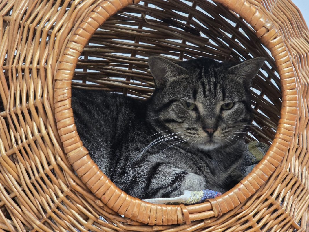 Arakiri - Chat Européen à adopter