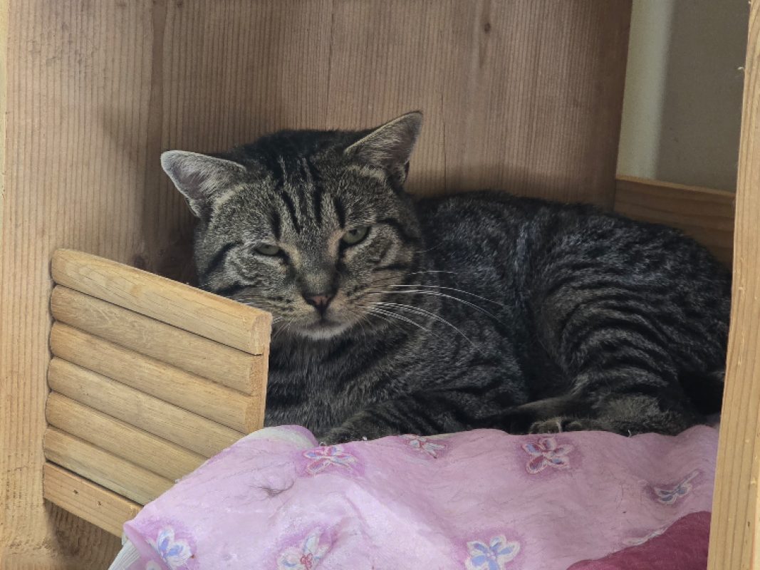 Arakiri - Chat Européen à adopter - photo 2