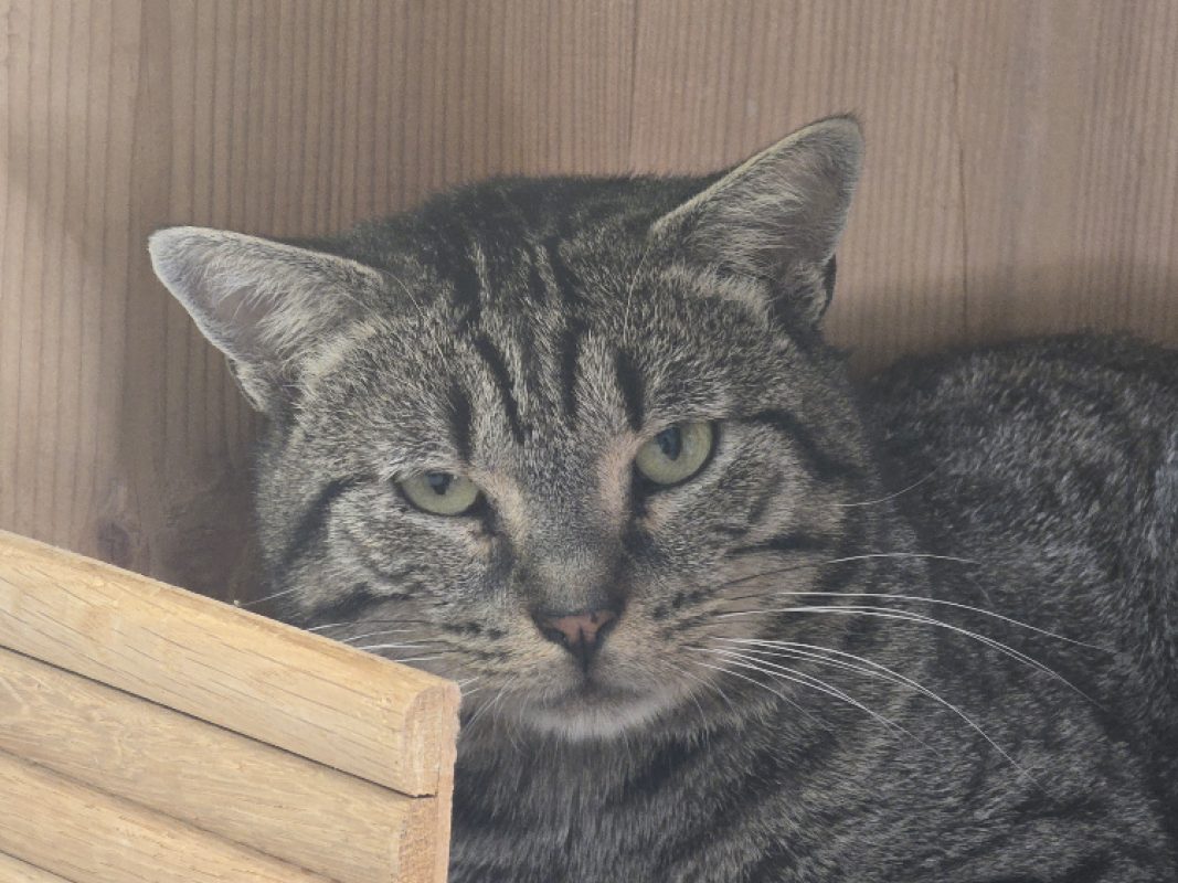Arakiri - Chat Européen à adopter - photo 3