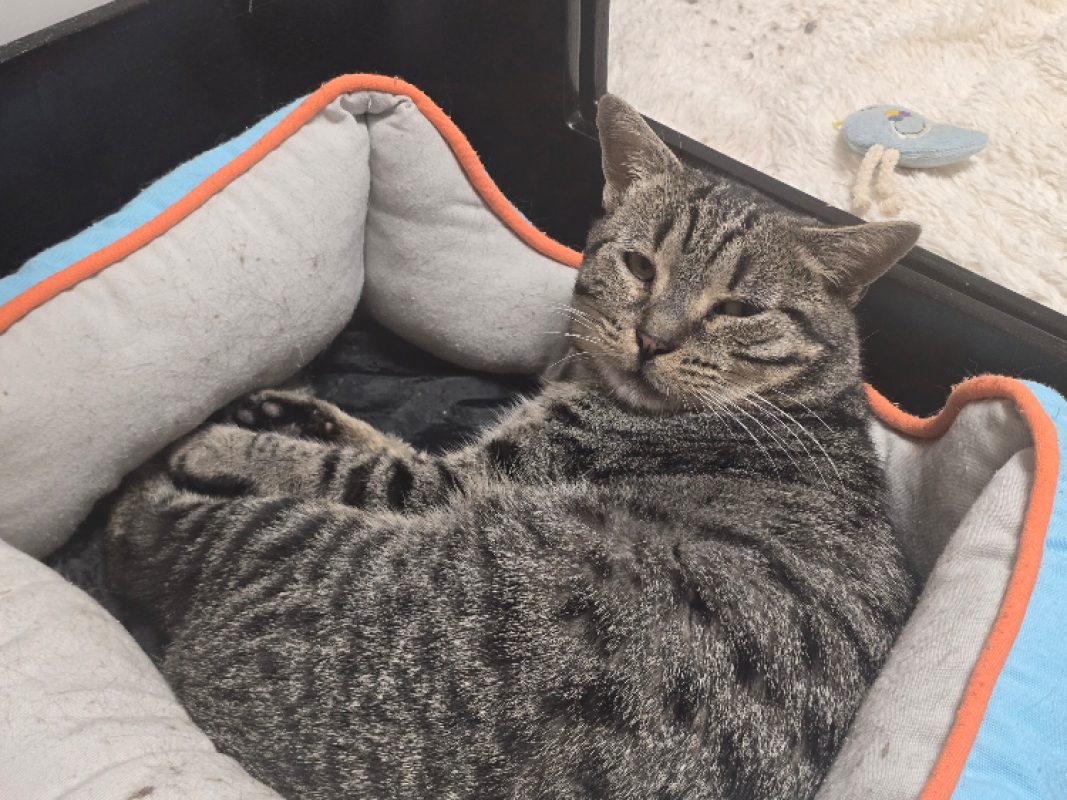 Arakiri - Chat Européen à adopter - photo 4