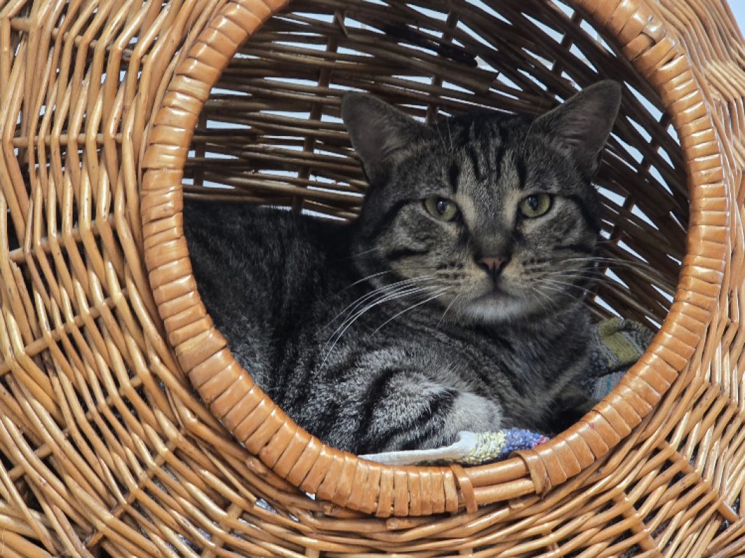 Arakiri - Chat Européen à adopter - photo 5