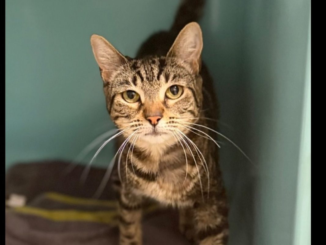 Charly - Chat Européen à adopter