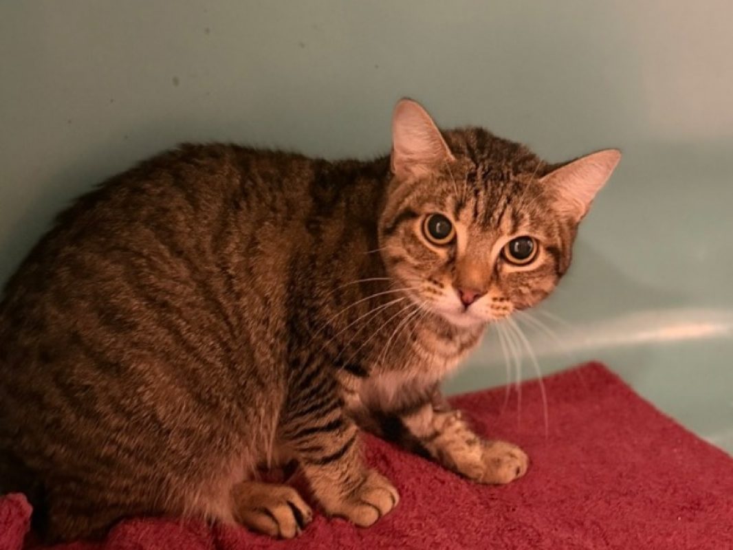 Sélène - Chat Européen à adopter