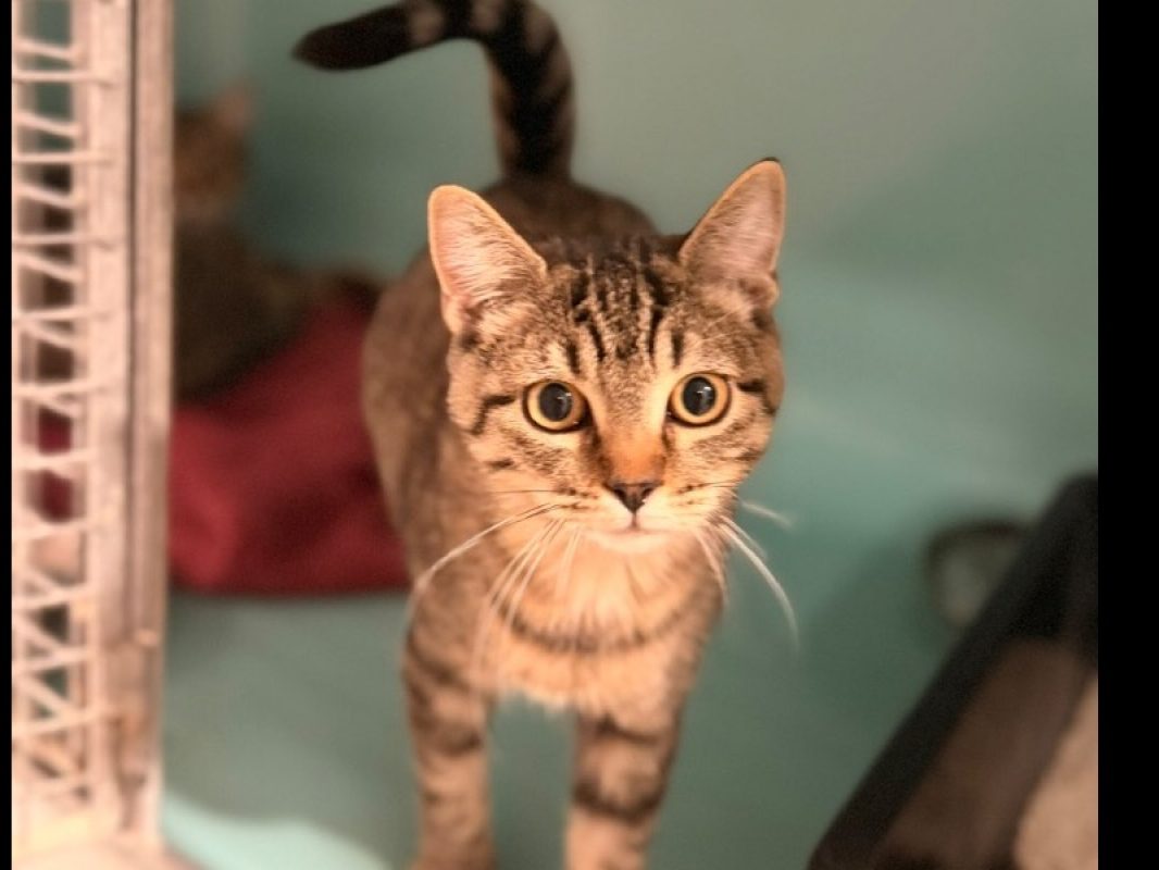 Salem - Chat Européen à adopter