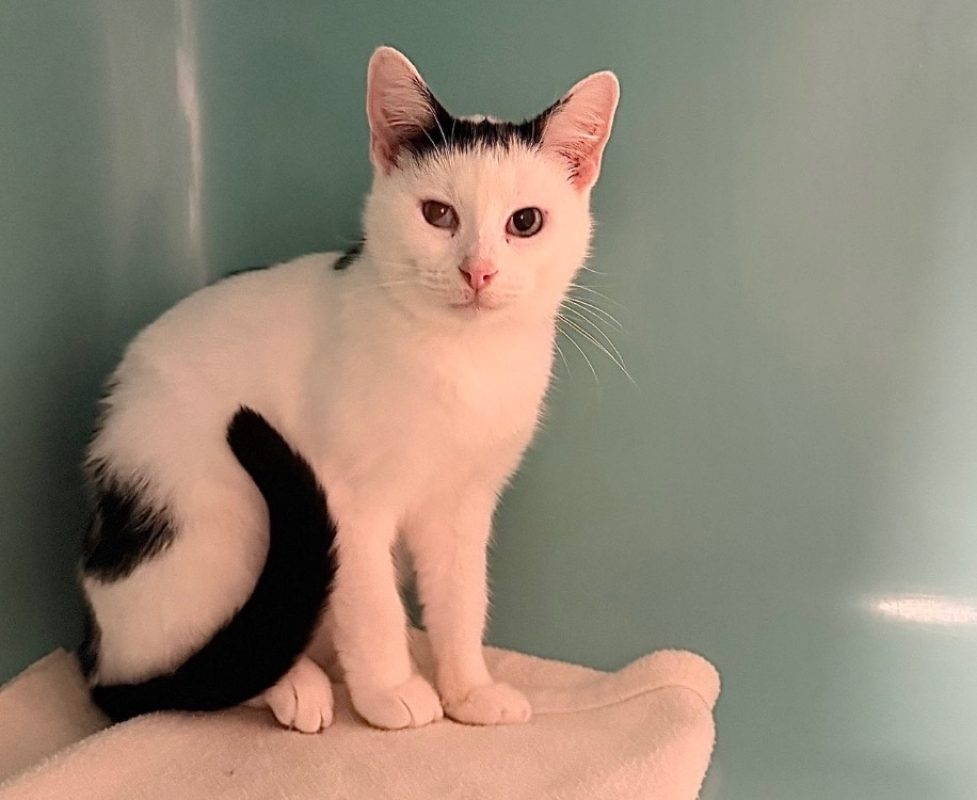 Swan - Chat Européen à adopter