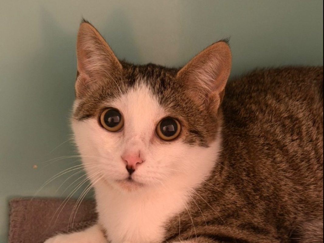 Pepin - Chat Européen à adopter