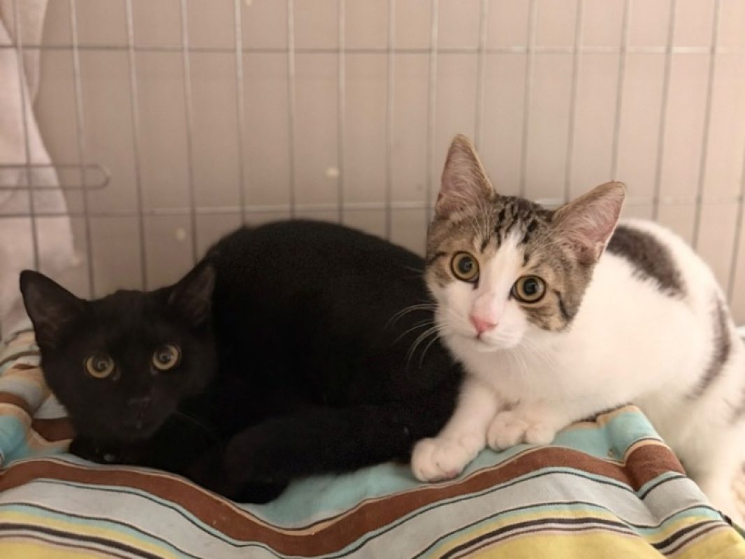 Liam - Chat Européen à adopter