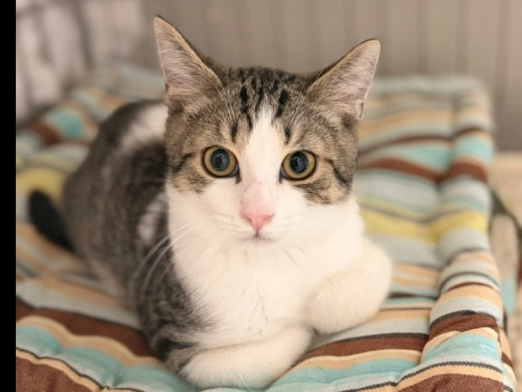 Liam - Chat Européen à adopter - photo 2