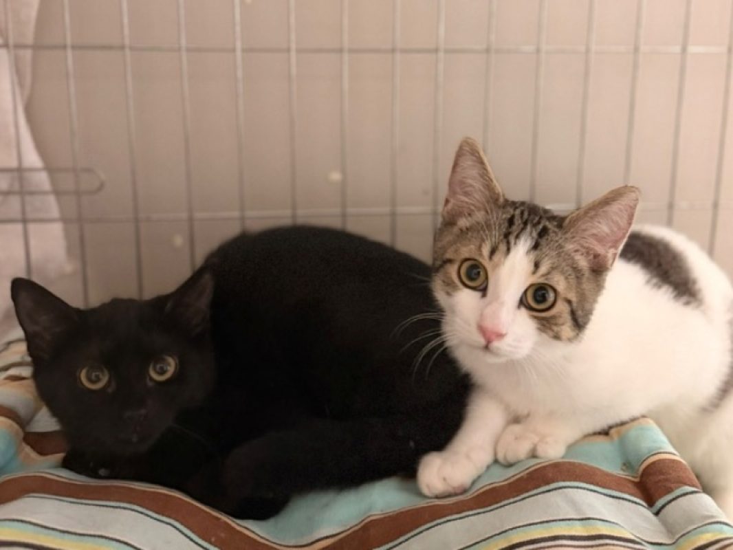 Ellis - Chat Européen à adopter