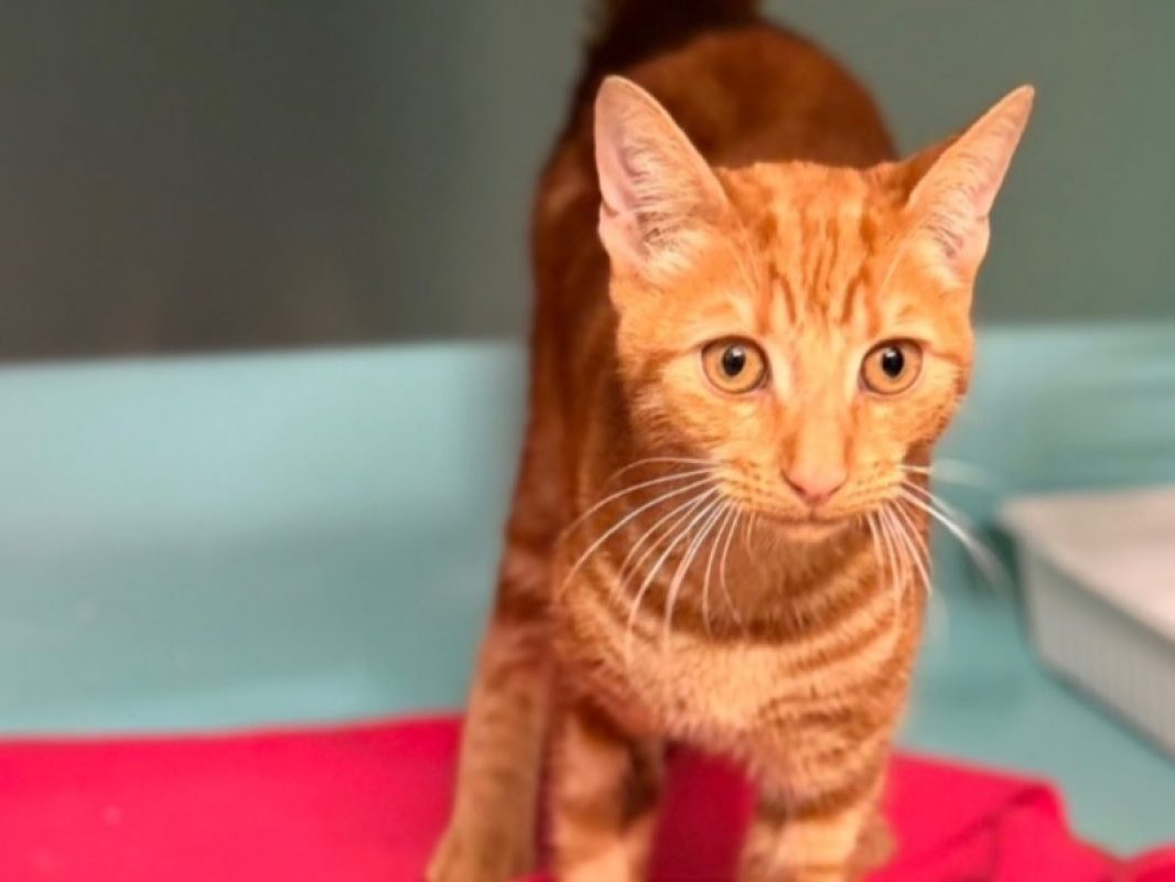 Gordon - Chat Européen à adopter