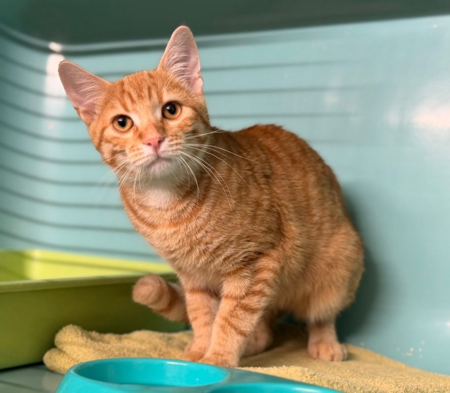 Fergus - Chat Européen à adopter