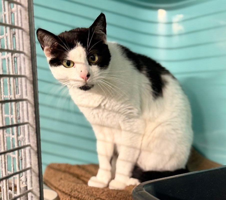 Kali - Chat Européen à adopter