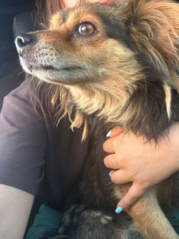 COOKIE - Chien à adopter - photo 8