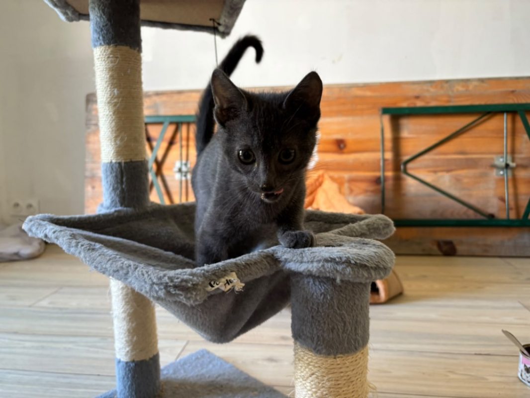 Iontas - Chat Européen à adopter