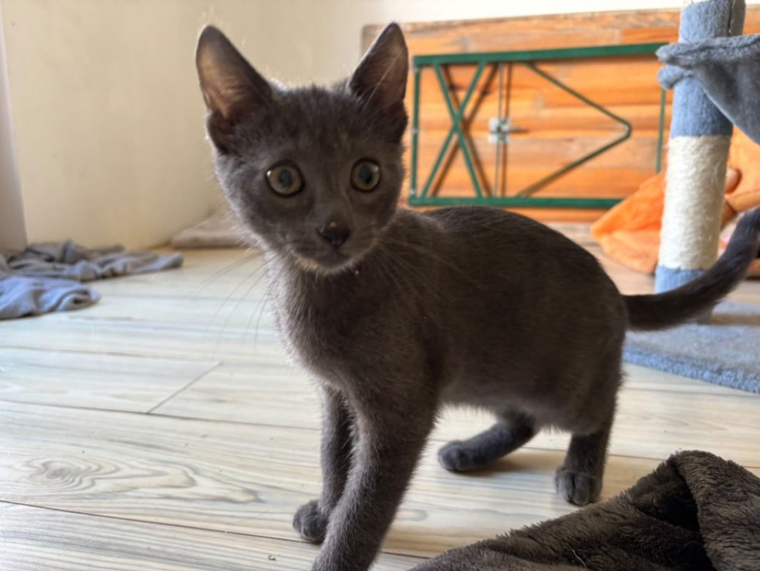Iontas - Chat Européen à adopter - photo 2