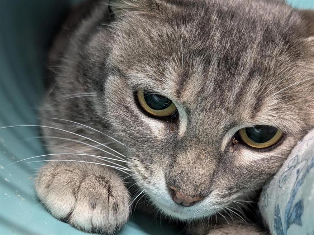 Photo #2 de Burberry