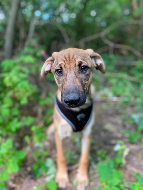 LARSON - Chien Croisé x Royal Bourbon à adopter - photo 5