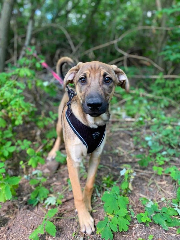 LARSON - Chien Croisé x Royal Bourbon à adopter - photo 7