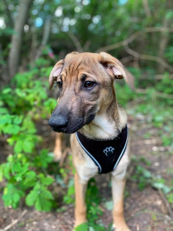 LARSON - Chien Croisé x Royal Bourbon à adopter - photo 2