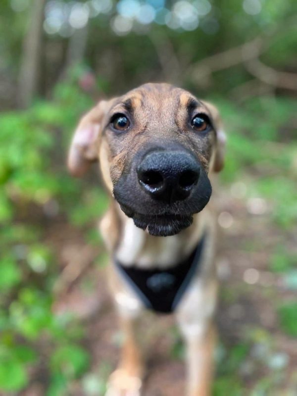 LARSON - Chien Croisé x Royal Bourbon à adopter