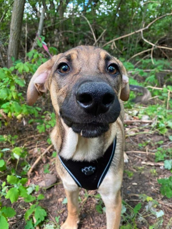 LARSON - Chien Croisé x Royal Bourbon à adopter - photo 6